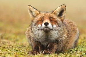 fox, Animals, Closed Eyes