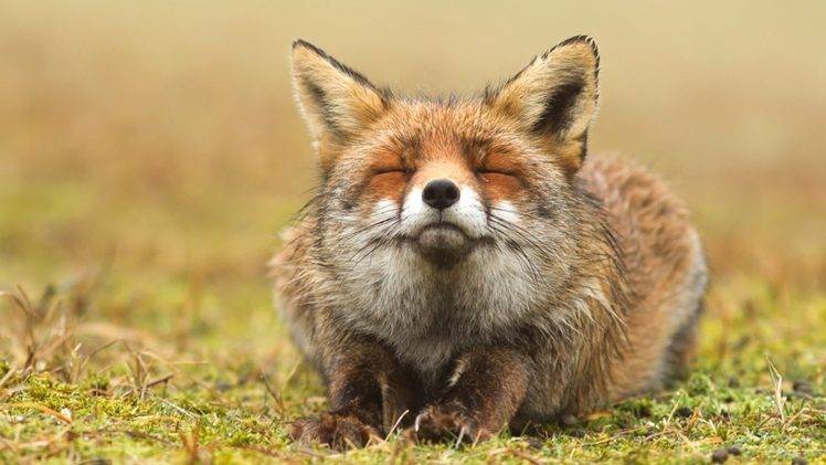 fox, Animals, Closed Eyes HD Wallpaper Desktop Background