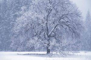 trees, Winter, Nature, Landscape, Snow, White