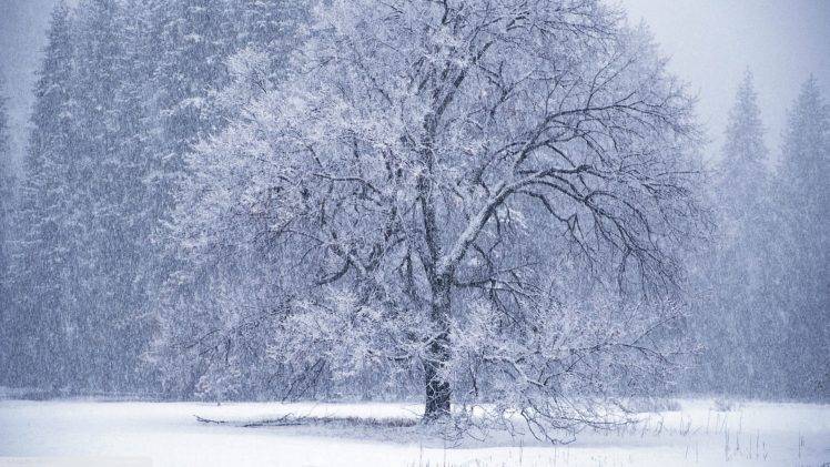 trees, Winter, Nature, Landscape, Snow, White HD Wallpaper Desktop Background
