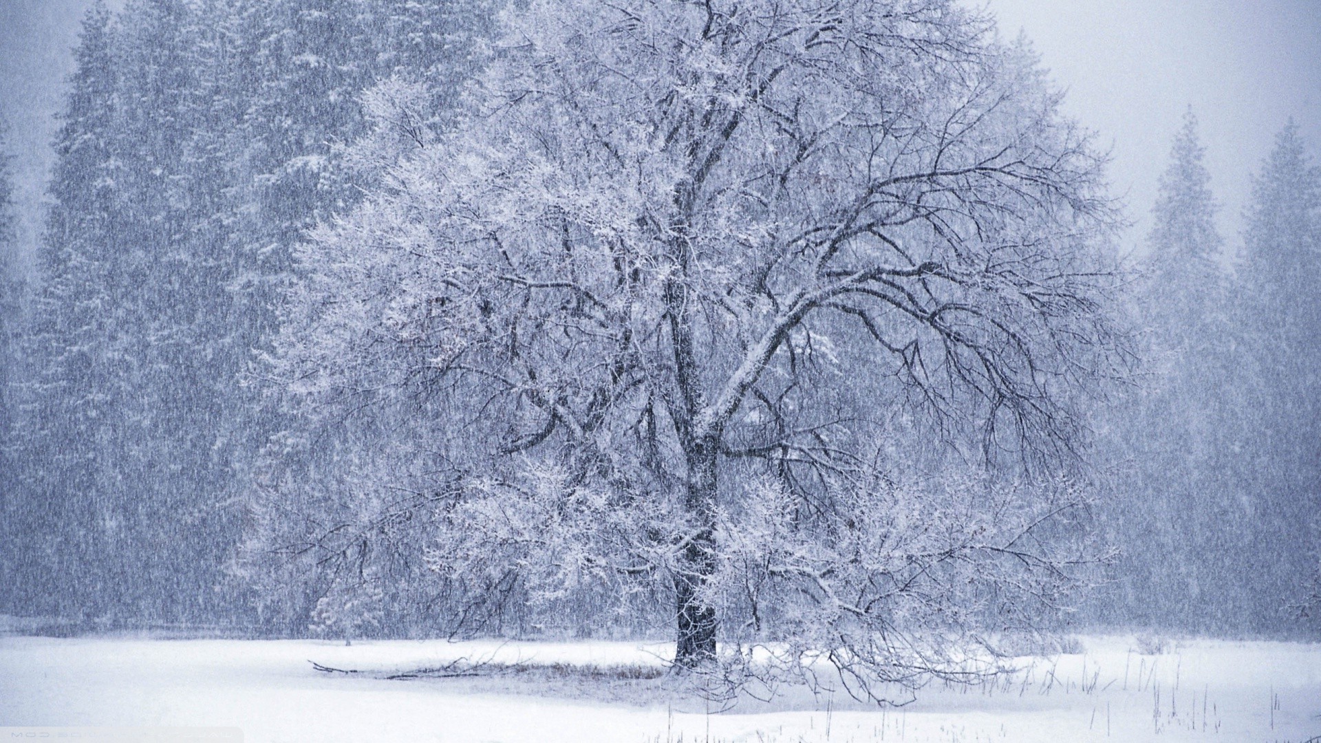 trees, Winter, Nature, Landscape, Snow, White Wallpaper