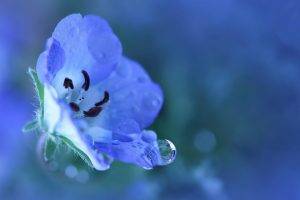 nature, Flowers, Water Drops, Blue Flowers