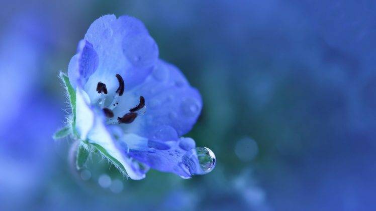 nature, Flowers, Water Drops, Blue Flowers HD Wallpaper Desktop Background