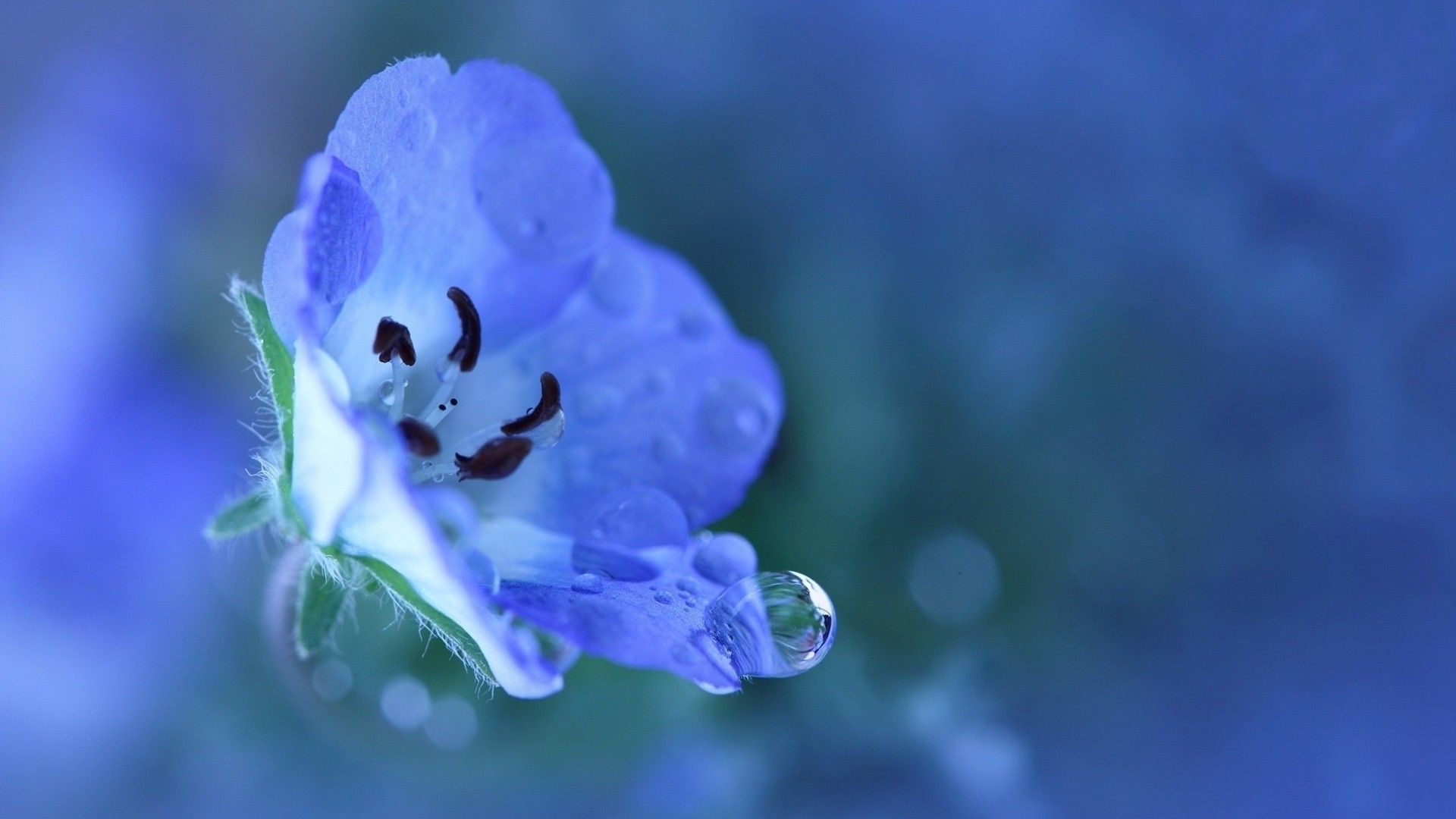 nature, Flowers, Water Drops, Blue Flowers Wallpaper