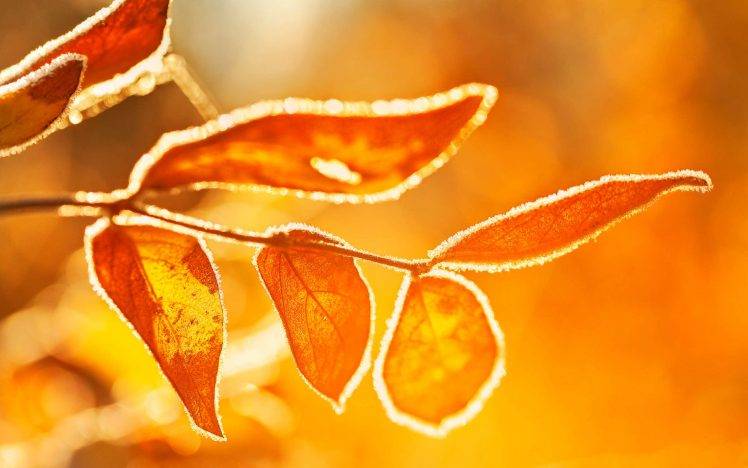 nature, Orange, Leaves, Sunlight, Depth Of Field HD Wallpaper Desktop Background