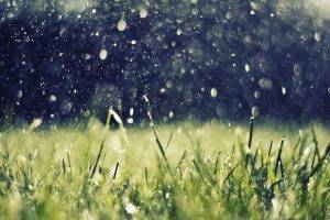 artwork, Nature, Rain, Grass, Water Drops