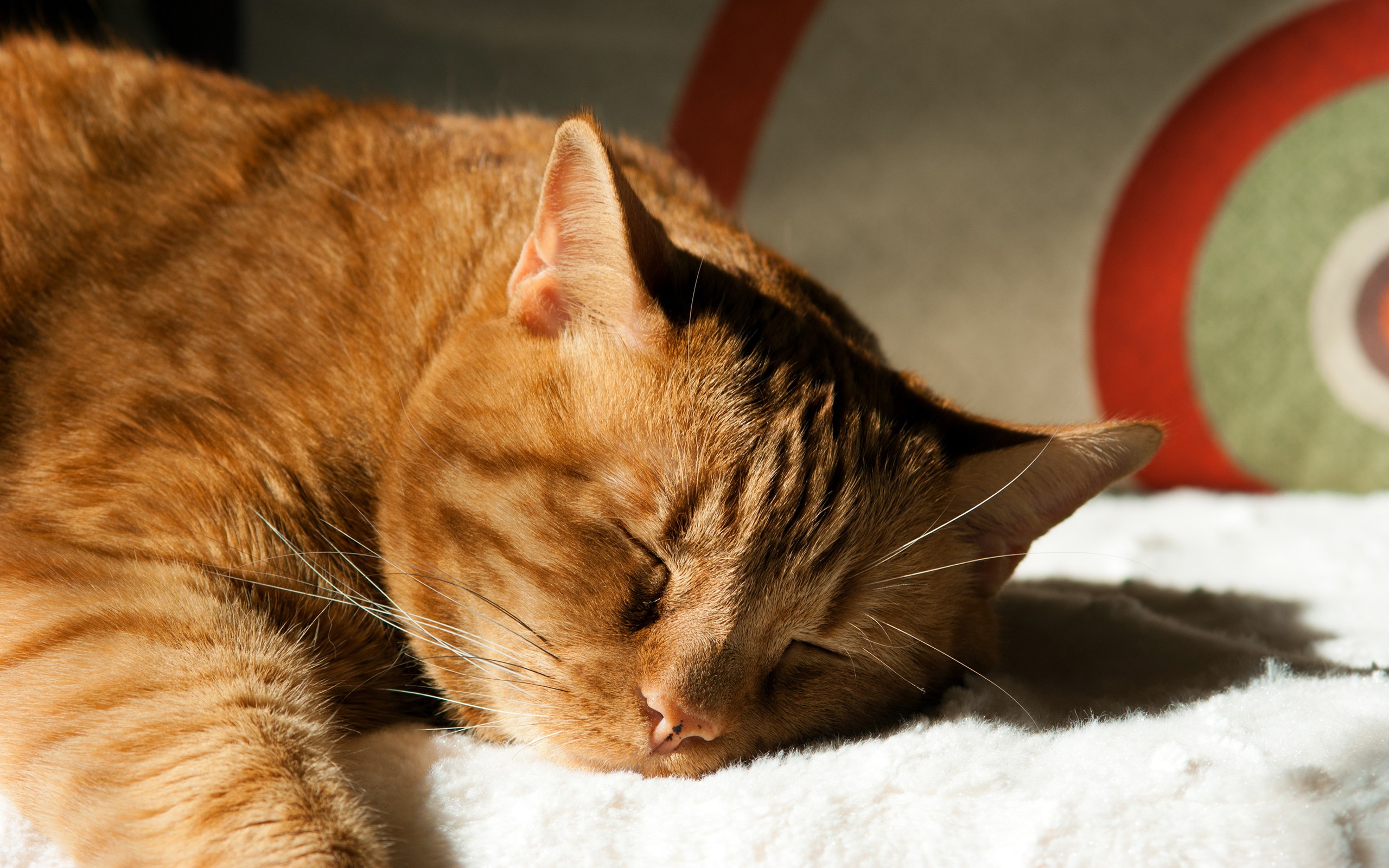 cat, Sleeping, Animals Wallpaper