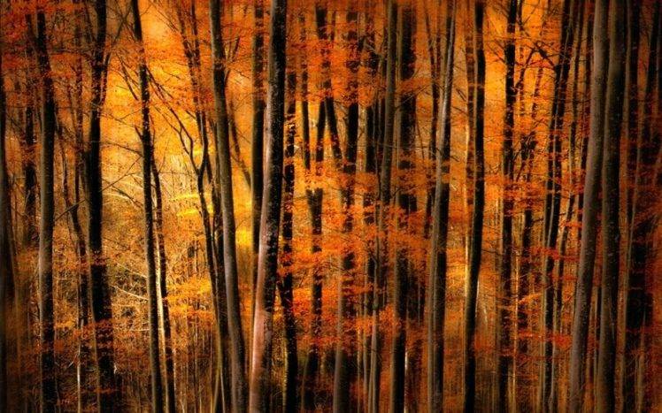 nature, Landscape, Fall, Gold, Forest, Trees, Mist HD Wallpaper Desktop Background
