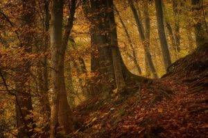 nature, Landscape, Fall, Leaves, Roots, Forest, Hill, Trees, Path