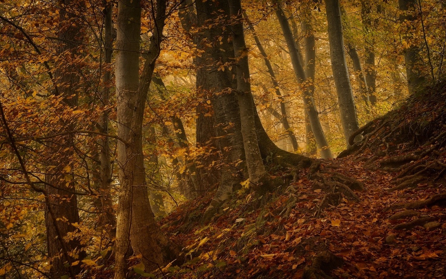 nature, Landscape, Fall, Leaves, Roots, Forest, Hill, Trees, Path Wallpaper