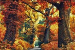 nature, Landscape, Forest, Road, Fall, Trees, Colorful, Shrubs