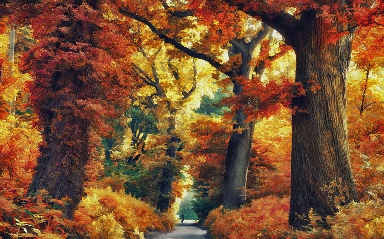 nature, Landscape, Forest, Road, Fall, Trees, Colorful, Shrubs Wallpaper