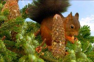 animals, Squirrel, Cones, Conifer