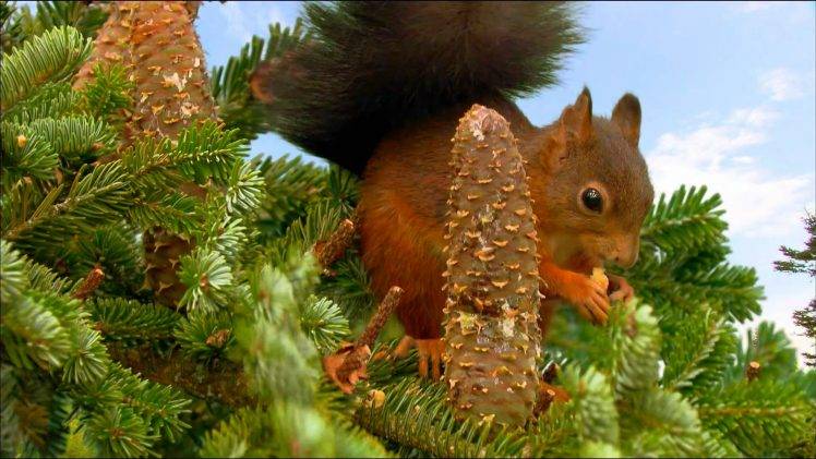 animals, Squirrel, Cones, Conifer HD Wallpaper Desktop Background