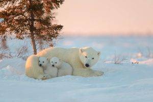 animals, Polar Bears, Snow, Baby Animals