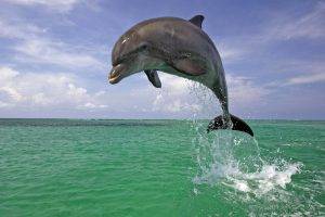 animals, Dolphin, Sea, Jumping