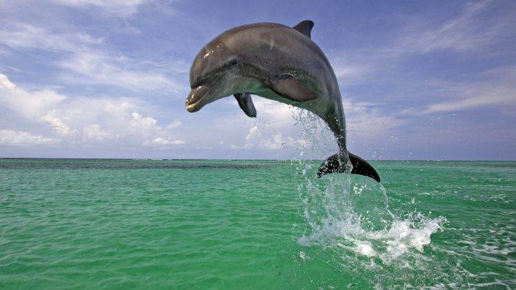 animals, Dolphin, Sea, Jumping HD Wallpaper Desktop Background