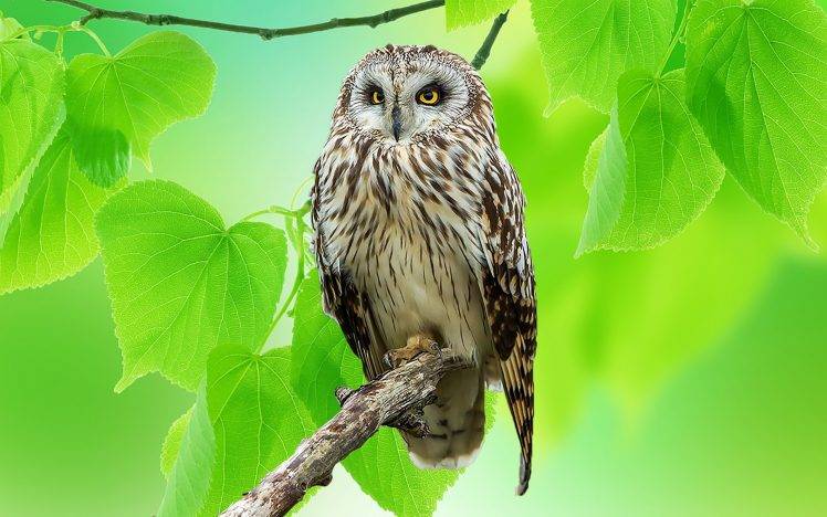 animals, Owl, Birds, Leaves HD Wallpaper Desktop Background