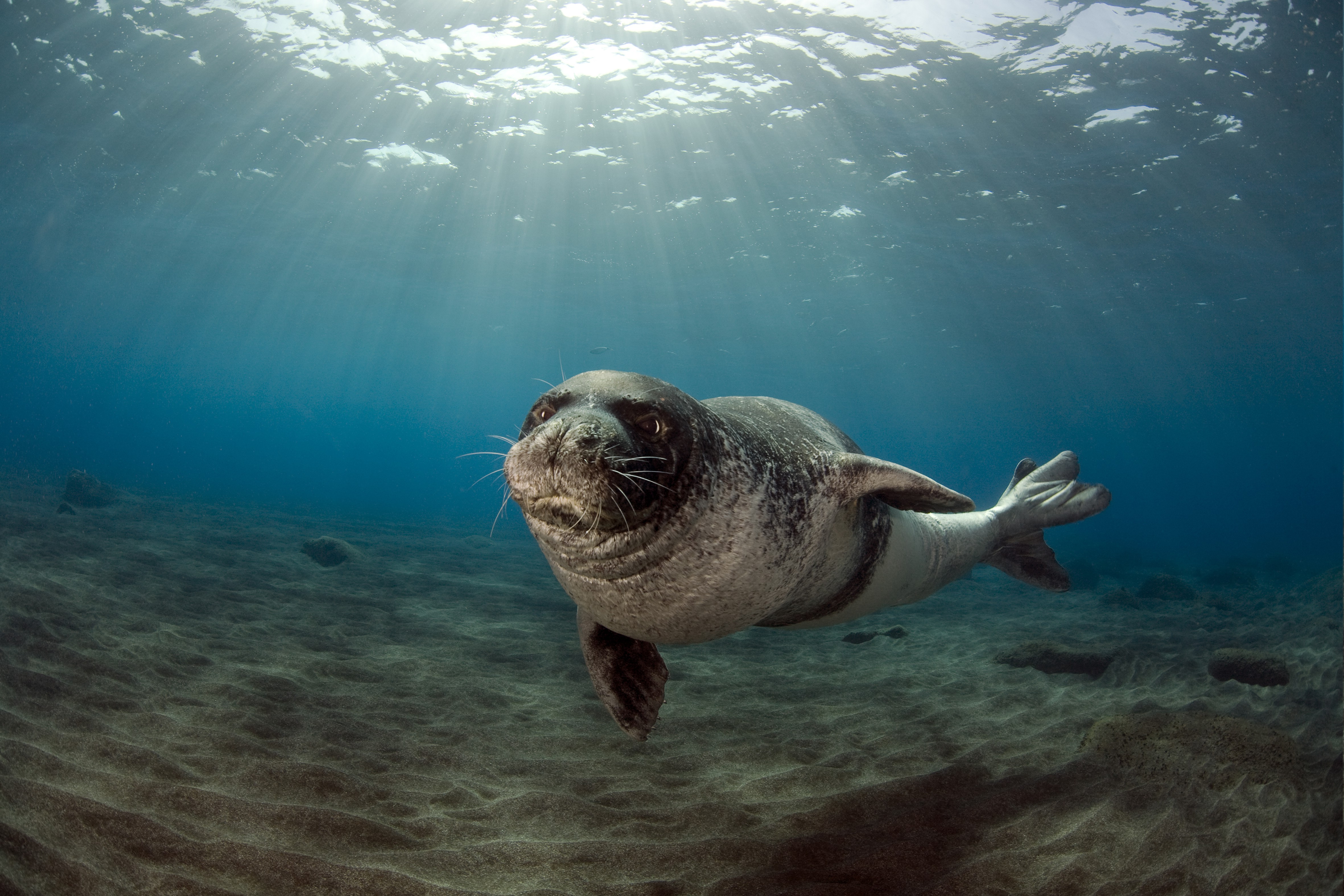 animals, Seals Wallpaper