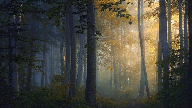 nature, Landscape, Sunrise, Forest, Path, Trees, Sunlight, Mist HD Wallpaper Desktop Background