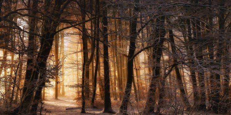 nature, Landscape, Winter, Forest, Sunrise, Trees, Snow, Sunlight HD Wallpaper Desktop Background