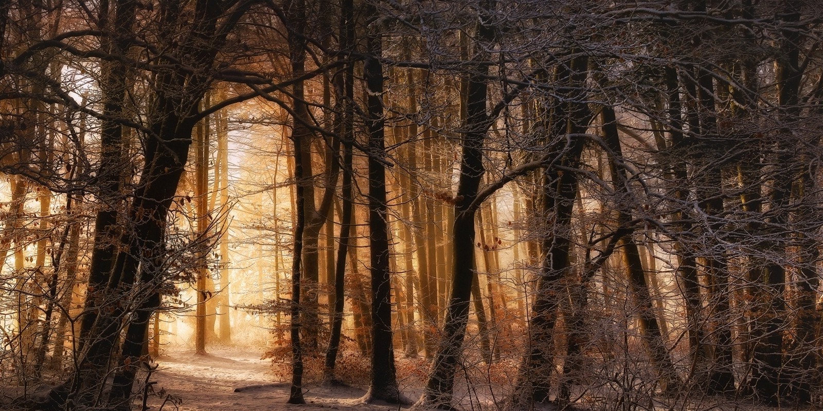 nature, Landscape, Winter, Forest, Sunrise, Trees, Snow, Sunlight Wallpaper