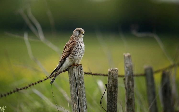 nature, Animals, Birds, Falcons HD Wallpaper Desktop Background