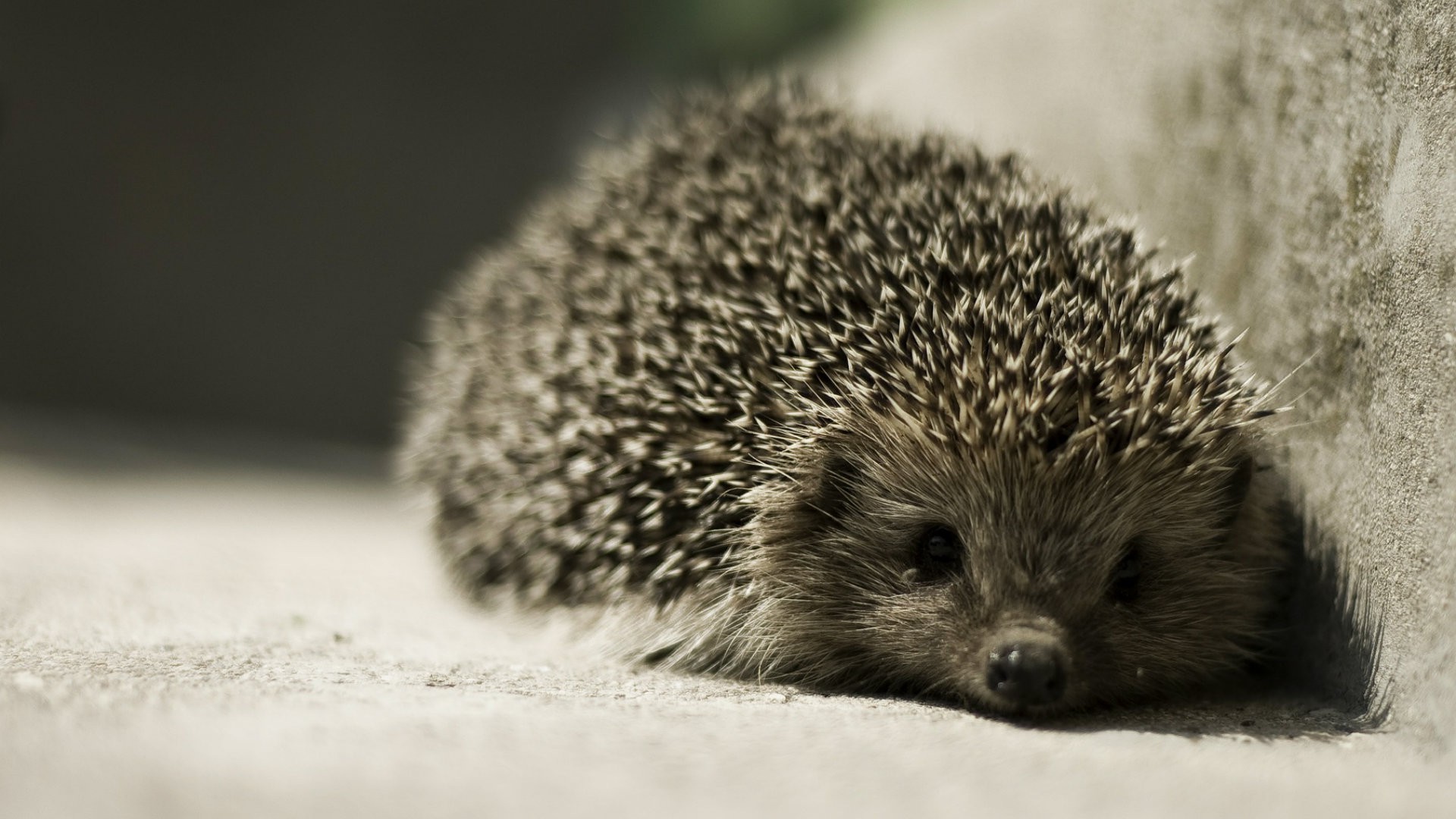animals, Hedgehog Wallpaper