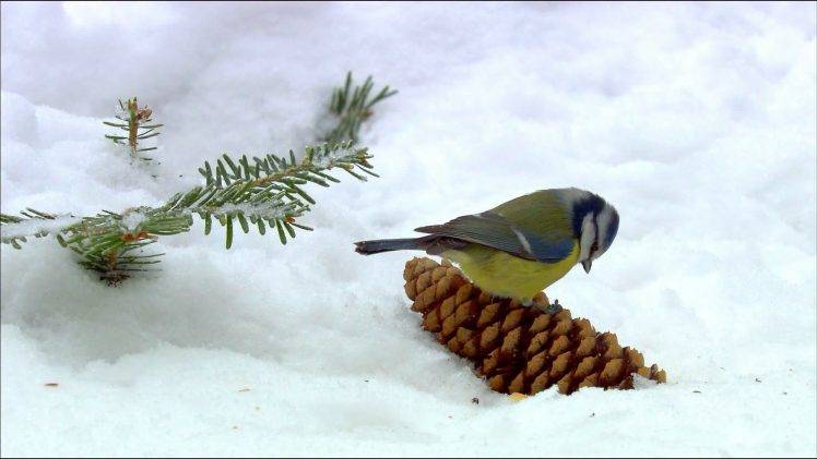 animals, Birds, Snow, Titmouse, Traffic Cone HD Wallpaper Desktop Background