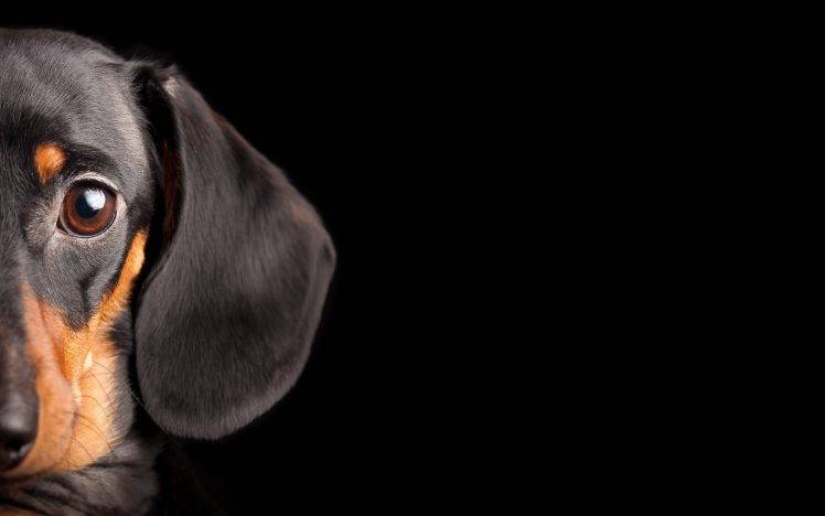 dog, Animals, Black Background HD Wallpaper Desktop Background