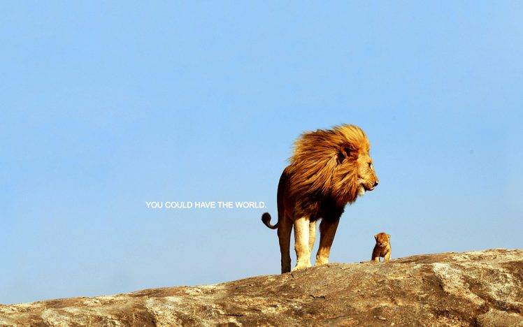 quote, Inspirational, Lion HD Wallpaper Desktop Background