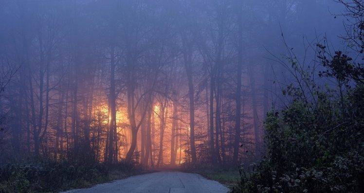 nature, Landscape, Mist, Road, Trees, Lights, Shrubs, Evening HD Wallpaper Desktop Background