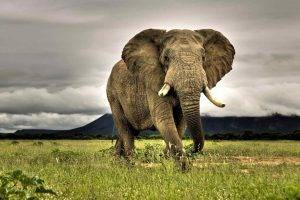 elephants, Animals, African, Nature, Grass, Savannah, Overcast, Wildlife, Photography