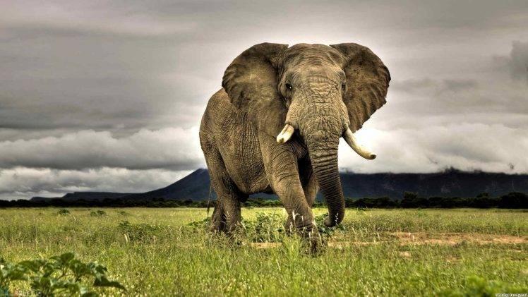 elephants, Animals, African, Nature, Grass, Savannah, Overcast, Wildlife, Photography HD Wallpaper Desktop Background