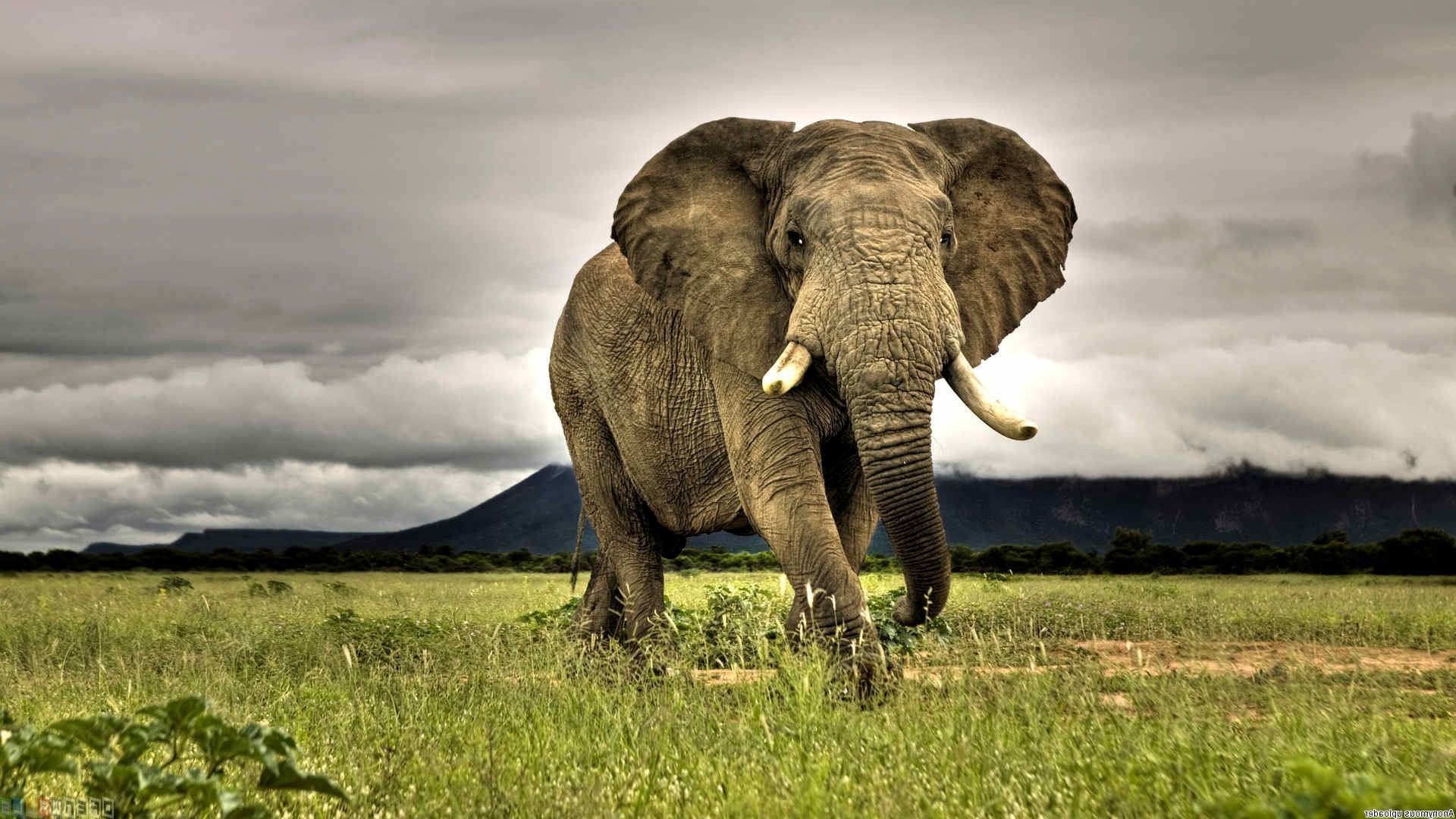 elephants, Animals, African, Nature, Grass, Savannah, Overcast