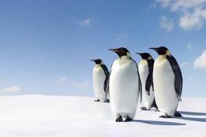 penguins, Animals, Snow