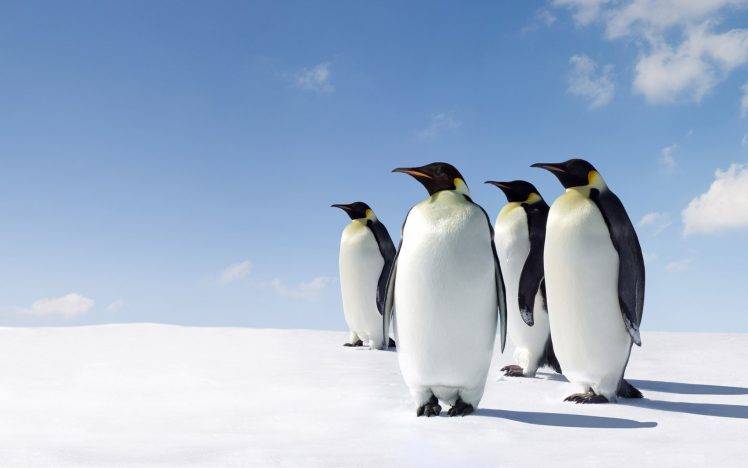 penguins, Animals, Snow HD Wallpaper Desktop Background