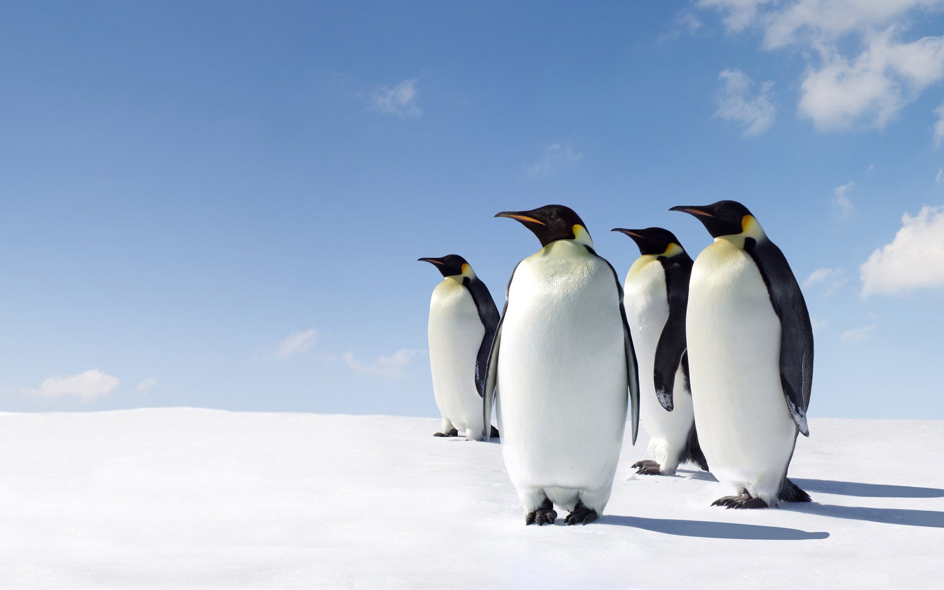 penguins, Animals, Snow Wallpaper
