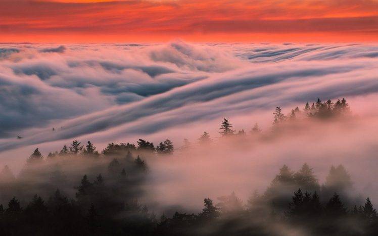 nature, Landscape, Mist, Forest, Clouds, Trees HD Wallpaper Desktop Background
