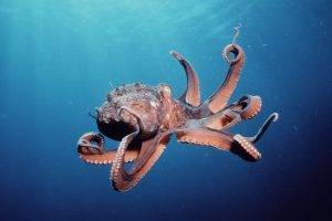 animals, Octopus