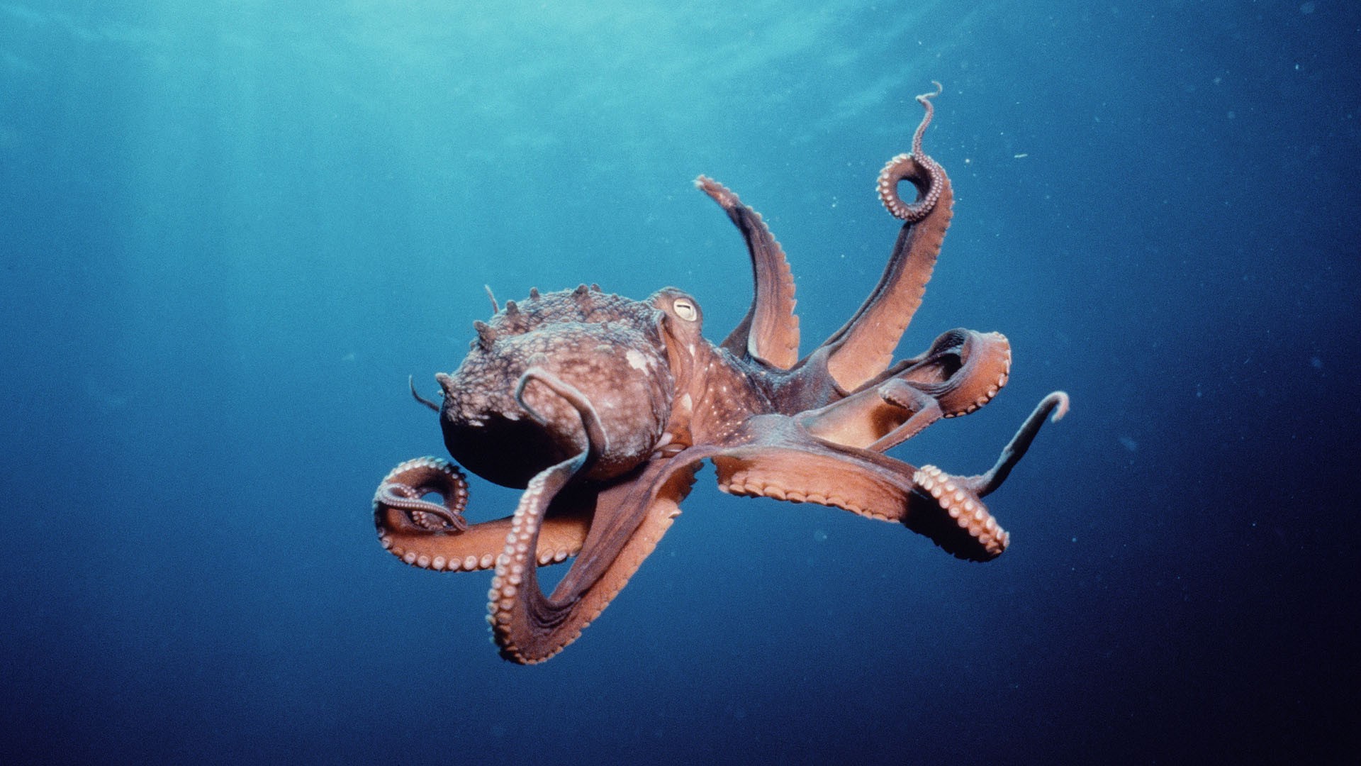 animals, Octopus Wallpaper