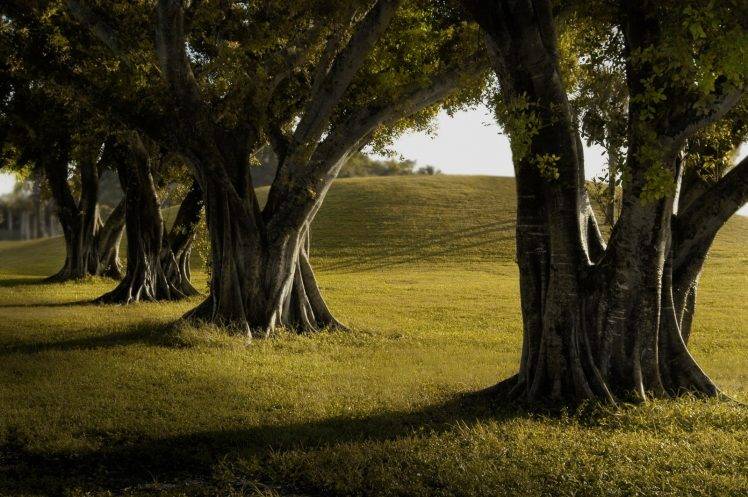 trees, Lines, Grass, Green, Nature, Landscape, Photography, Shadow, Sunset HD Wallpaper Desktop Background
