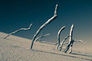 sand, Branch, Macro, Blurred, Lines, Depth Of Field, Clear Sky, Photography, Dead Trees, Landscape