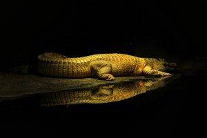 crocodiles, Yellow, Water, Reptile, Animals, Wildlife, Rest, Reflection, Sun Rays