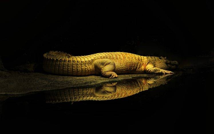crocodiles, Yellow, Water, Reptile, Animals, Wildlife, Rest, Reflection, Sun Rays HD Wallpaper Desktop Background