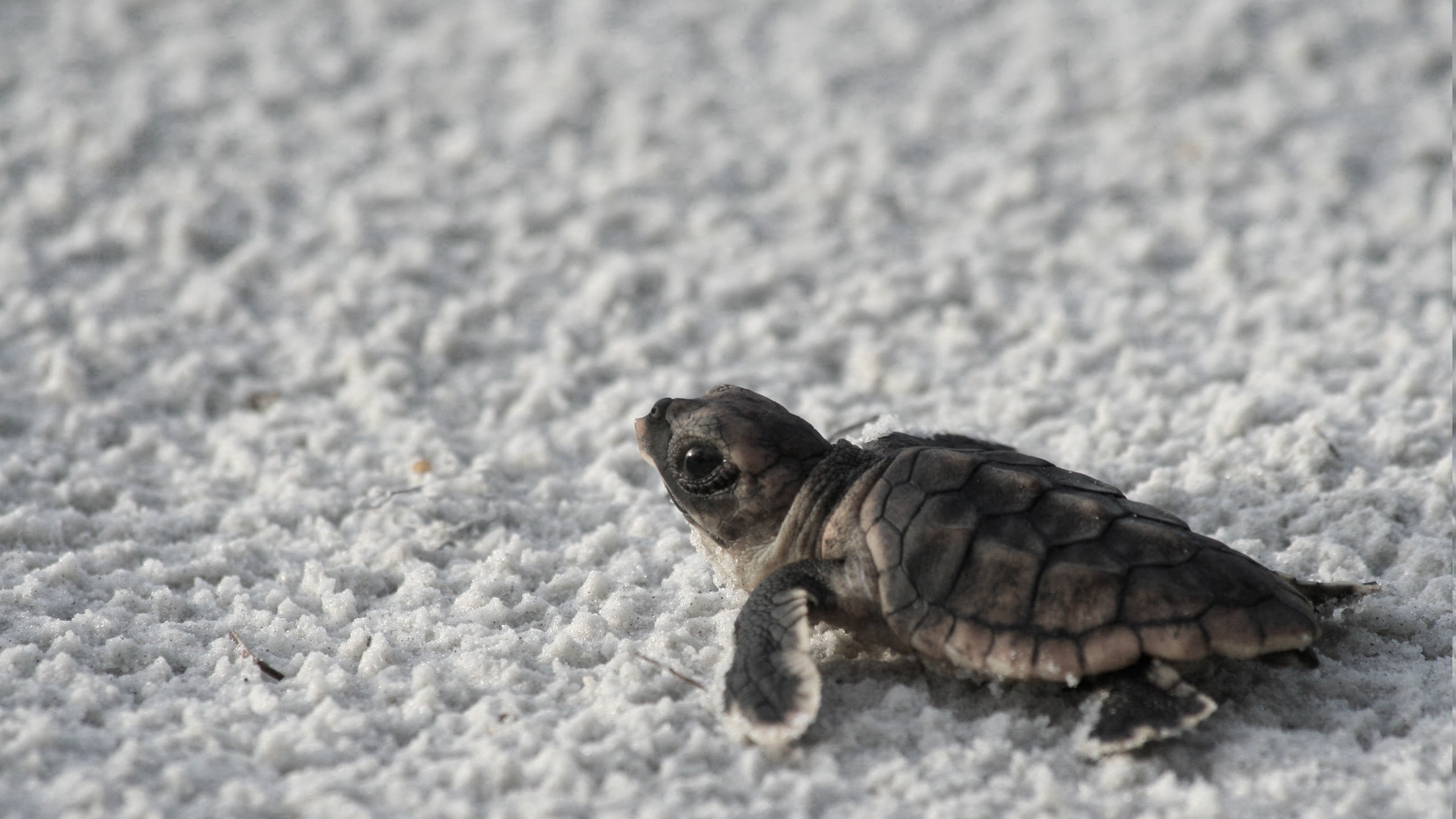 Download turtle, Animals, Baby Animals Wallpapers HD / Desktop and ...