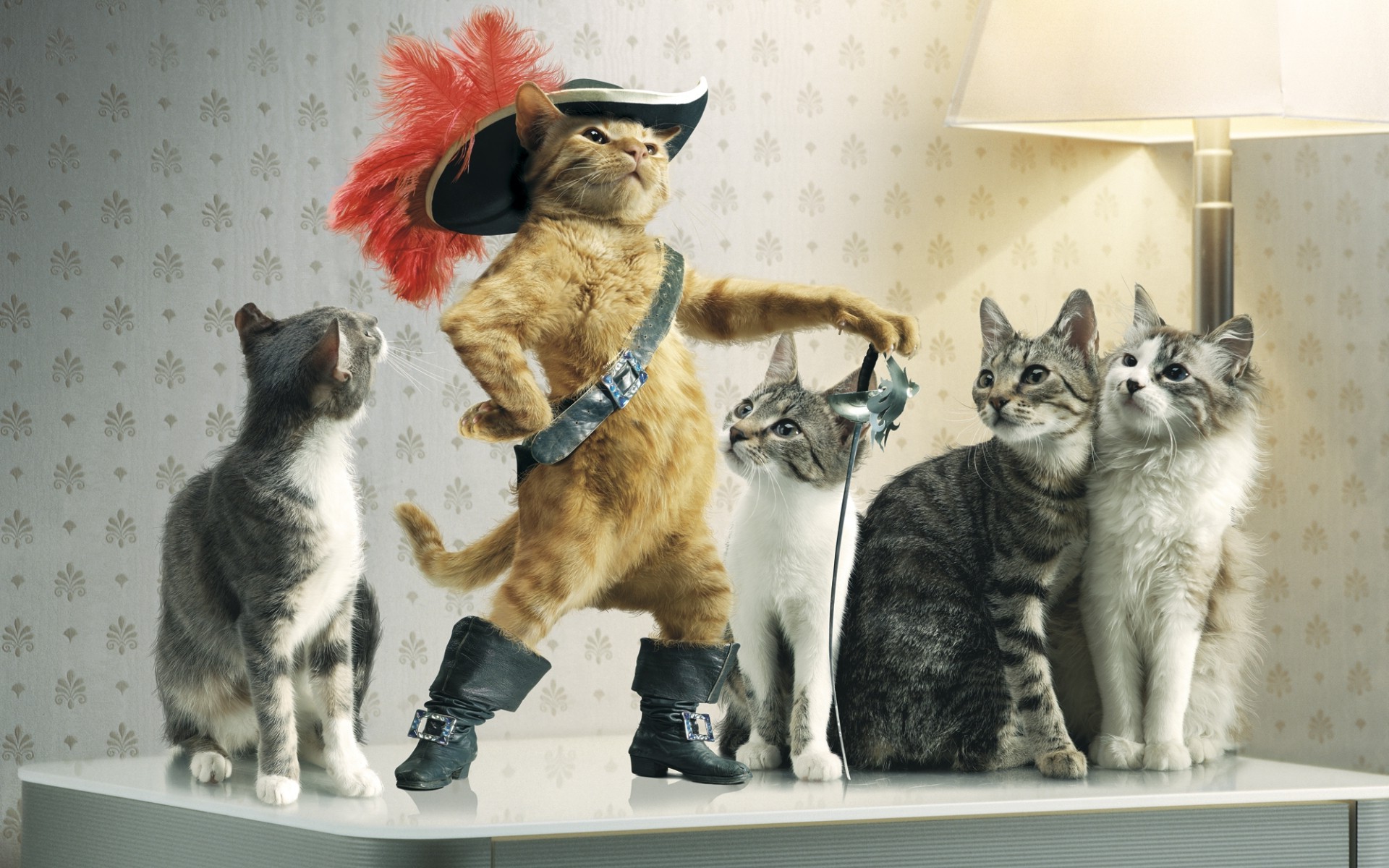 cat, Animals, Puss In Boots, Raiden Wallpaper