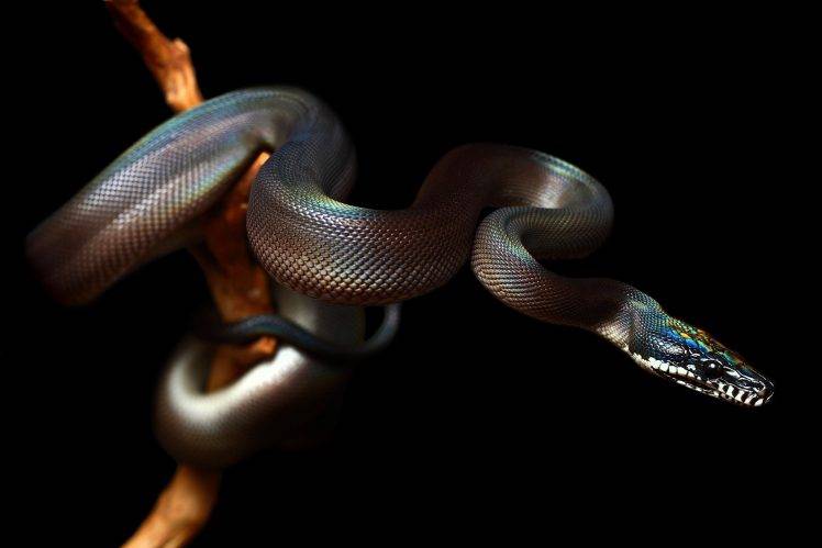 reptile, Snake, Animals, Nature HD Wallpaper Desktop Background