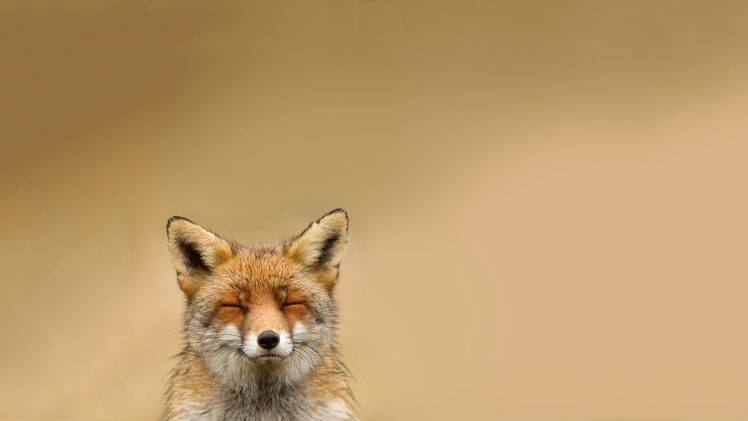 animals HD Wallpaper Desktop Background