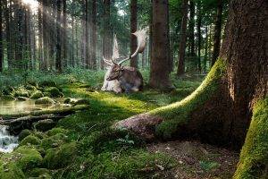 nature, Trees, Forest, Moss, Animals, Deer, Sun Rays, Stones, Water, Stream, Adobe Photoshop